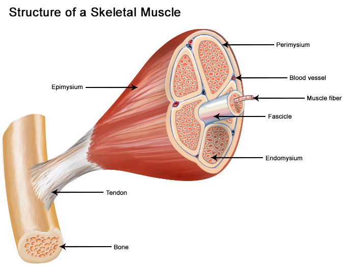 Skeletal muscle